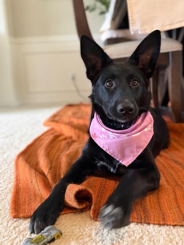 Enlarge Misha, a Adoptable mixed breed in Seattle, WA image 3/3