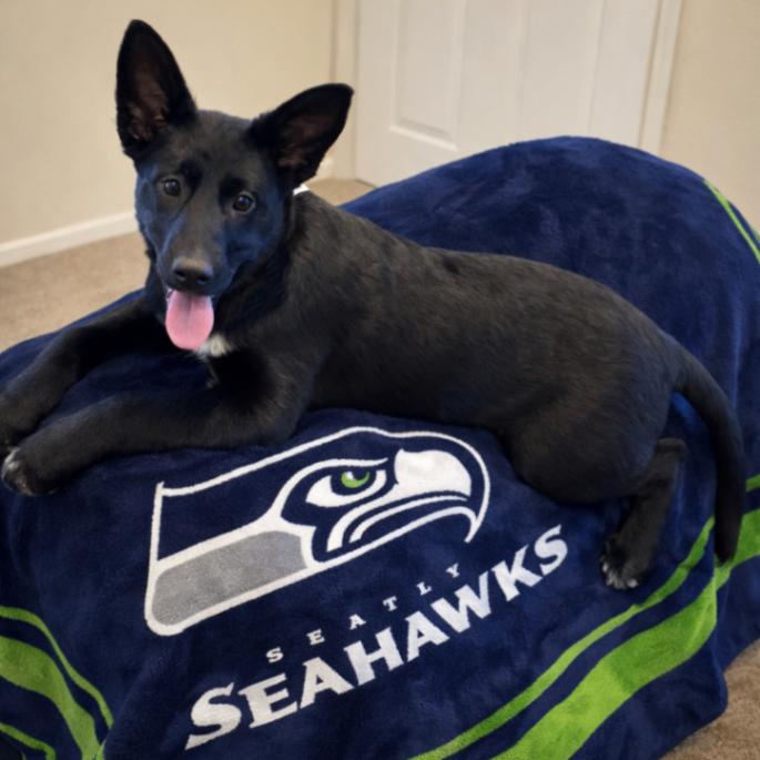 Enlarge Misha, a Adoptable mixed breed in Seattle, WA image 3/4