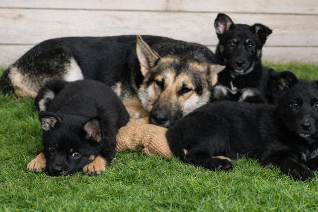 Enlarge Misha, a Adoptable mixed breed in Seattle, WA image 4/4