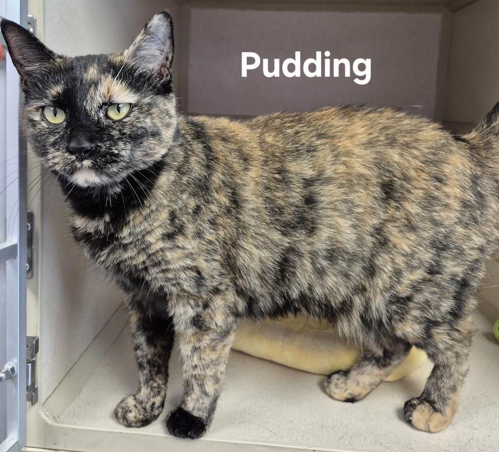 Pudding, Adoptable, Young Female Domestic Short Hair.
