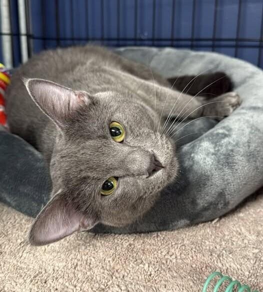 Banjo, Adoptable, Adult Male Russian Blue.