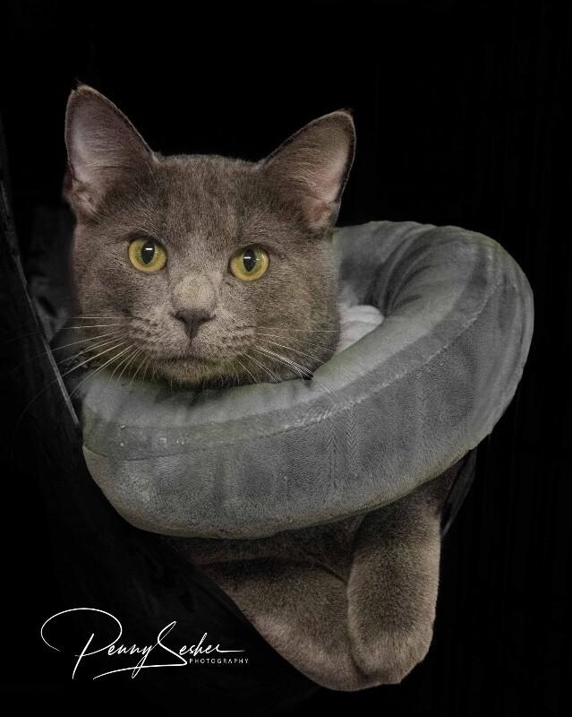 Enlarge Banjo, a Adoptable Russian Blue in Belton, MO image 2/2