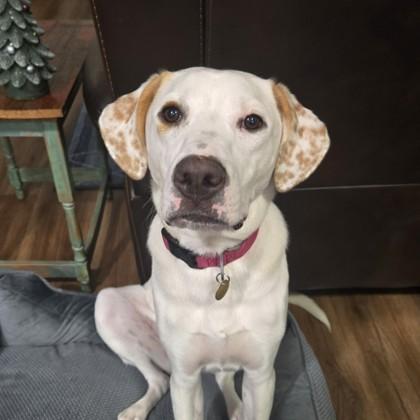 Enlarge Milli Vanilli, a ADOPTABLE mixed breed in Lansing, MI image 2/3