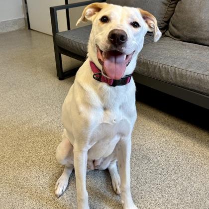 Milli Vanilli, ADOPTABLE, Adult Female Mixed Breed.