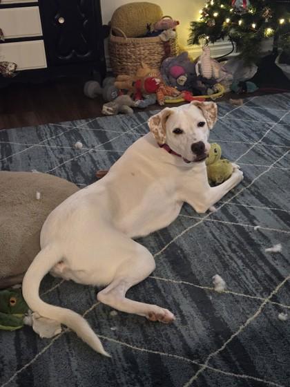 Enlarge Milli Vanilli, a ADOPTABLE mixed breed in Lansing, MI image 3/3