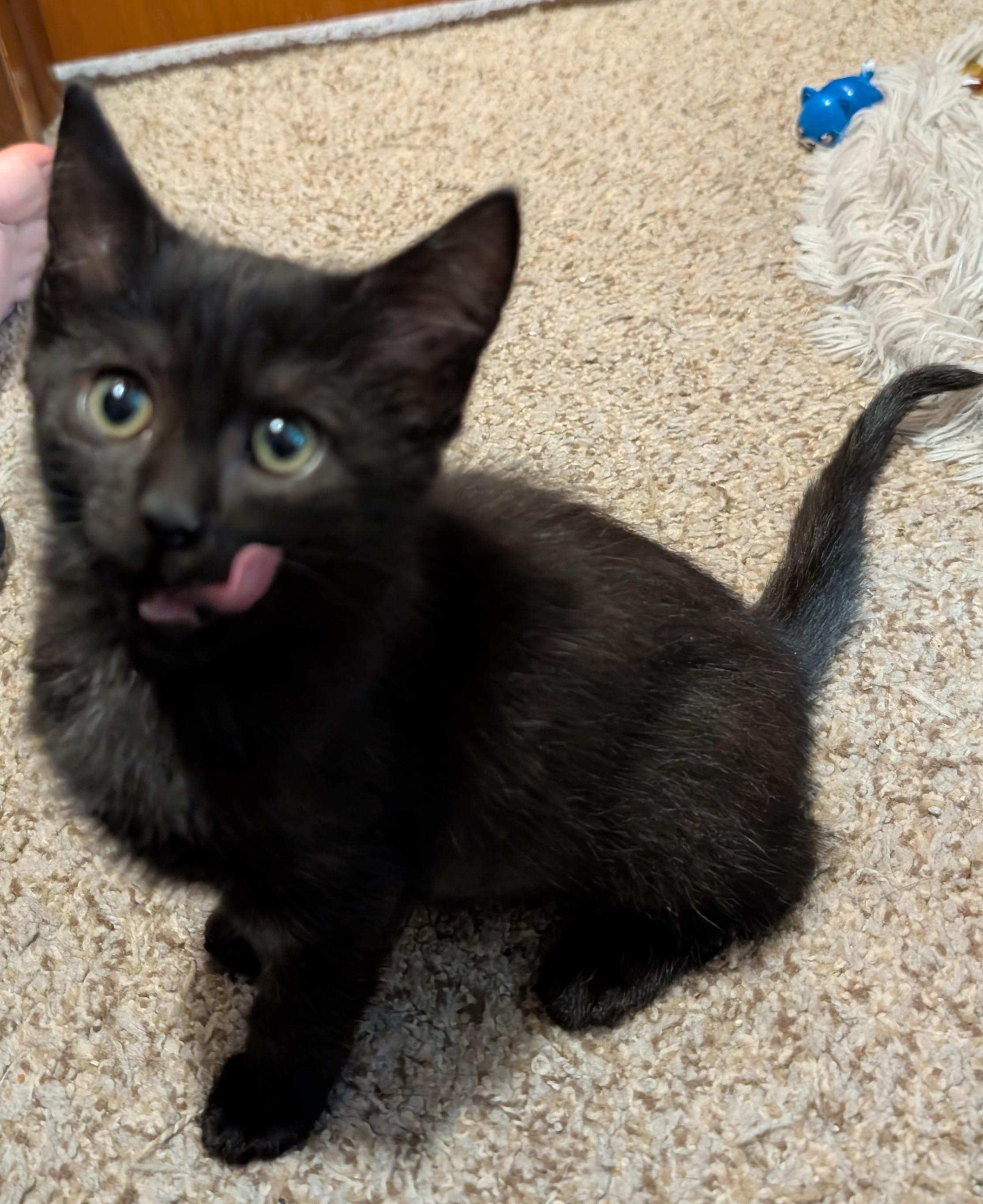 Enlarge Anchovy, a Adoptable Domestic Short Hair in Wadsworth, OH image 2/2