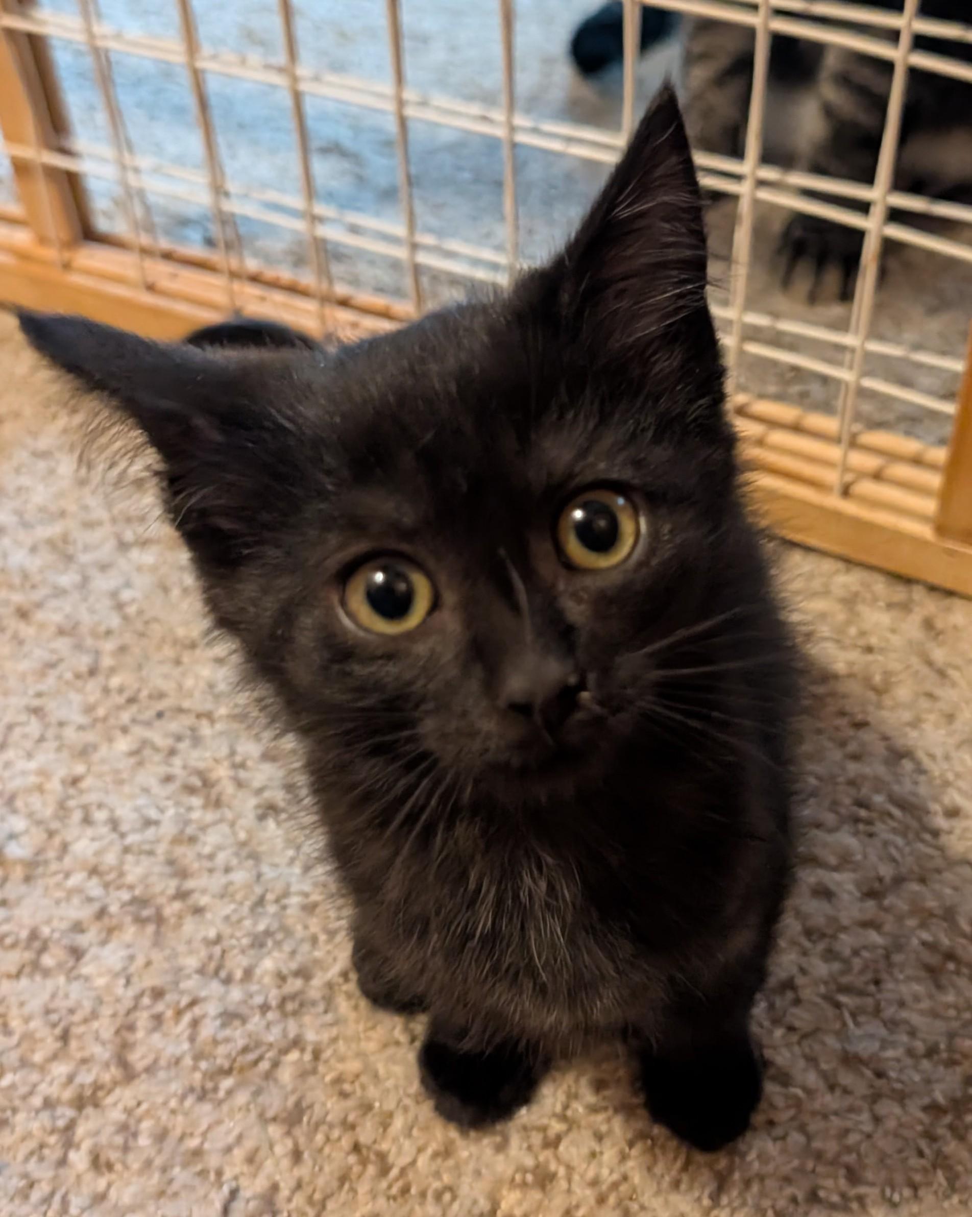 Enlarge Anchovy, a Adoptable Domestic Short Hair in Wadsworth, OH image 1/2