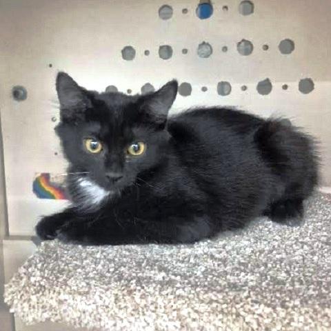 Enlarge Little KiKi, a ADOPTABLE Domestic Medium Hair in Salt Lake City, UT image 2/4