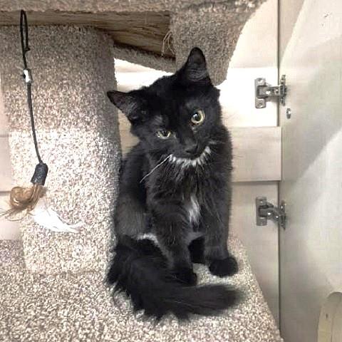 Little KiKi, ADOPTABLE, Kitten Female Domestic Medium Hair.