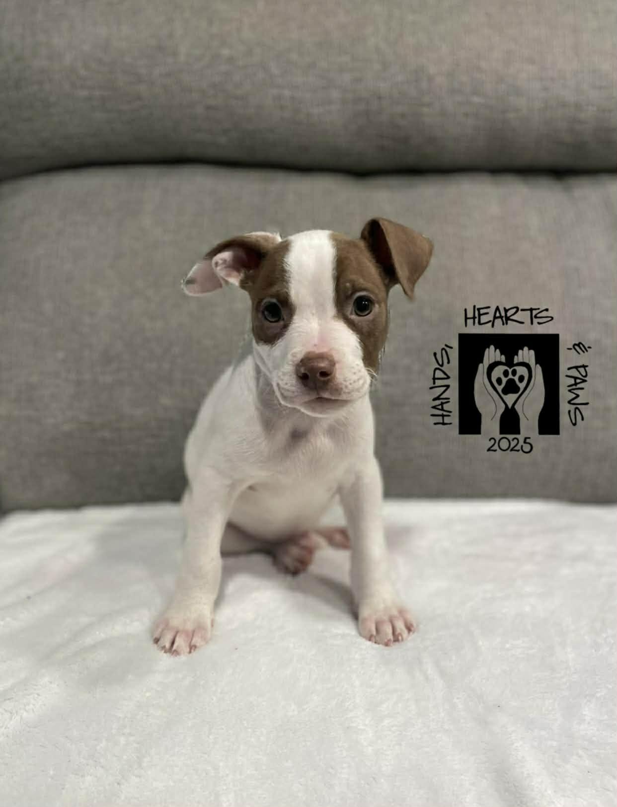 Kit, Adoptable, Puppy Male Terrier.