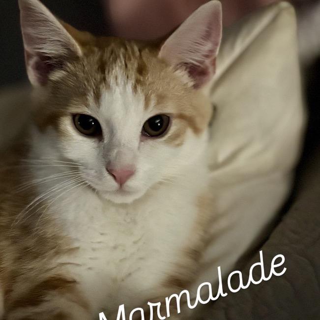 Marmalade, Adoptable, Kitten Male Domestic Short Hair.