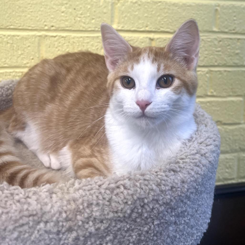 Enlarge Marmalade, a Adoptable Domestic Short Hair in Granville, OH image 2/3