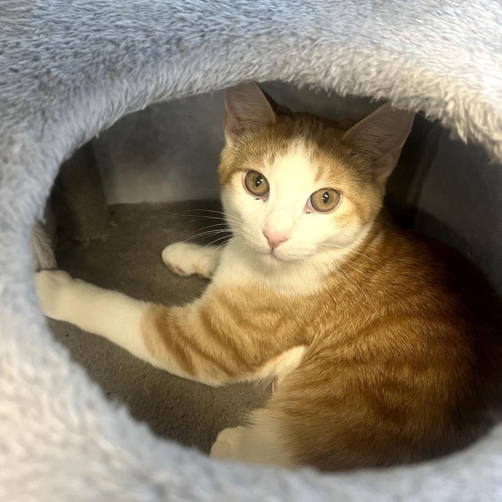 Enlarge Marmalade, a Adoptable Domestic Short Hair in Granville, OH image 3/3