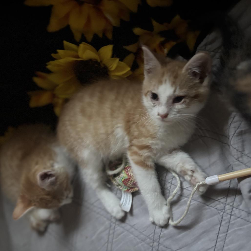 Marmalade Felv+ Mama