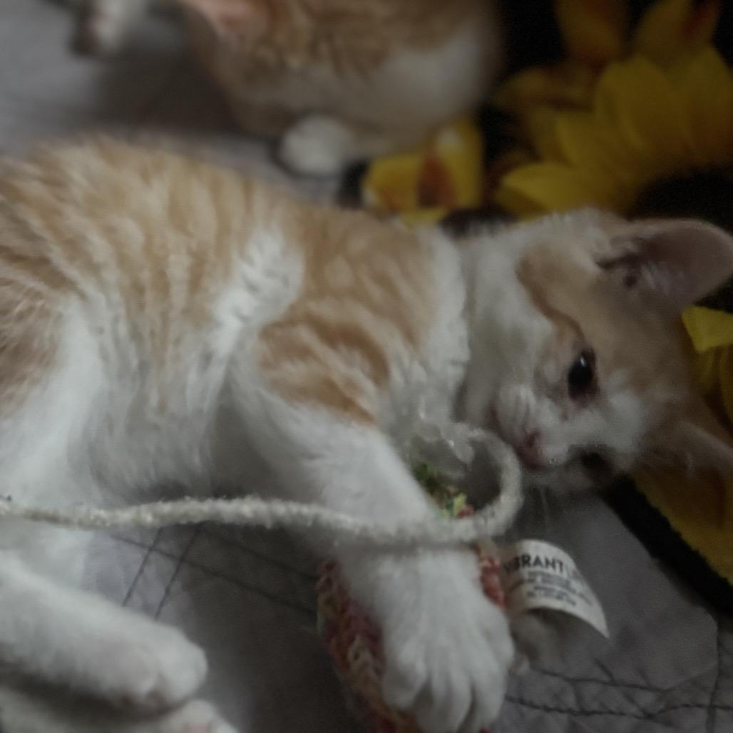 Marmalade Felv+ Mama thumbnail 3