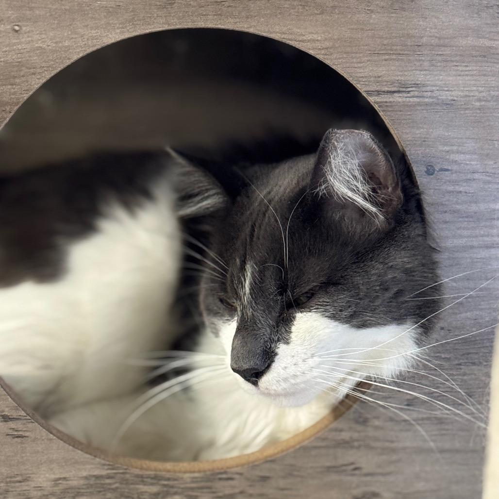 Skittles, a Adoptable Domestic Medium Hair in TITUSVILLE, FL image 1/2