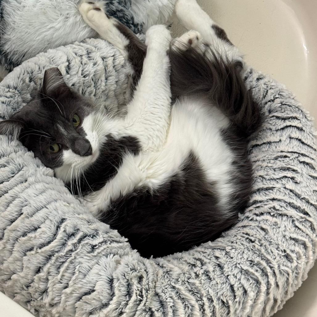 Skittles, a Adoptable Domestic Medium Hair in TITUSVILLE, FL image 2/2