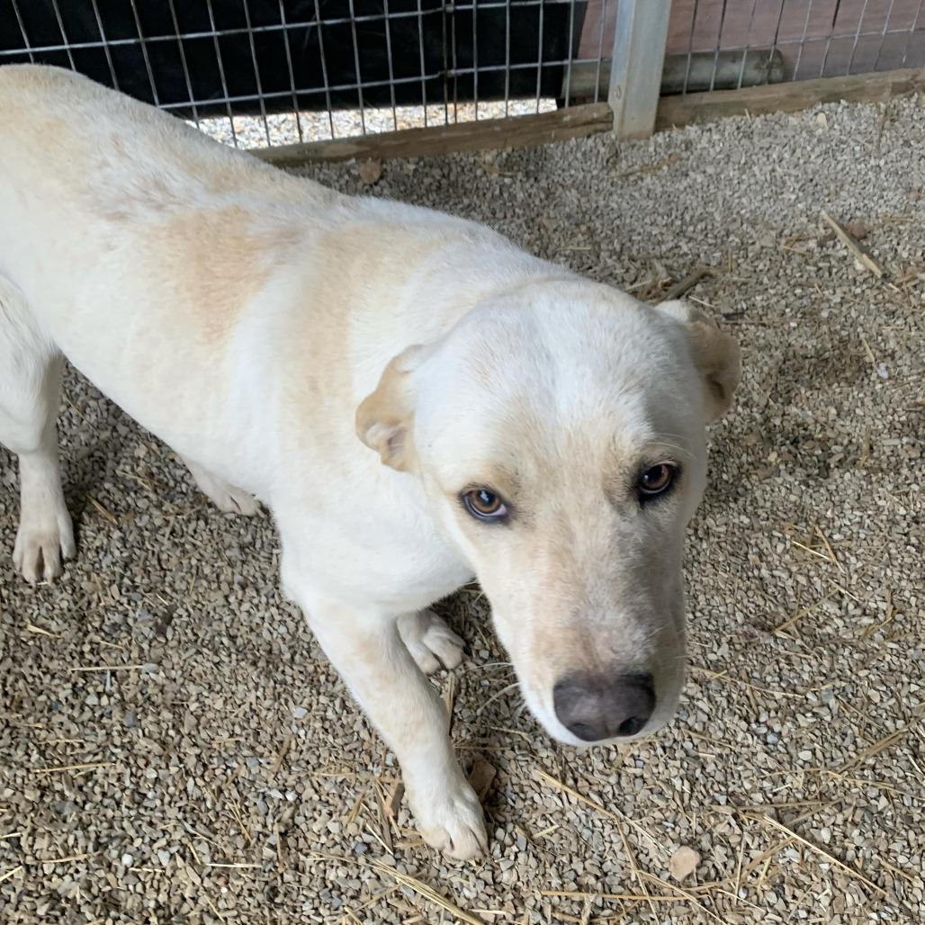 Enlarge Harry, a Adoptable Australian Cattle Dog / Blue Heeler in Washburn, MO image 1/1