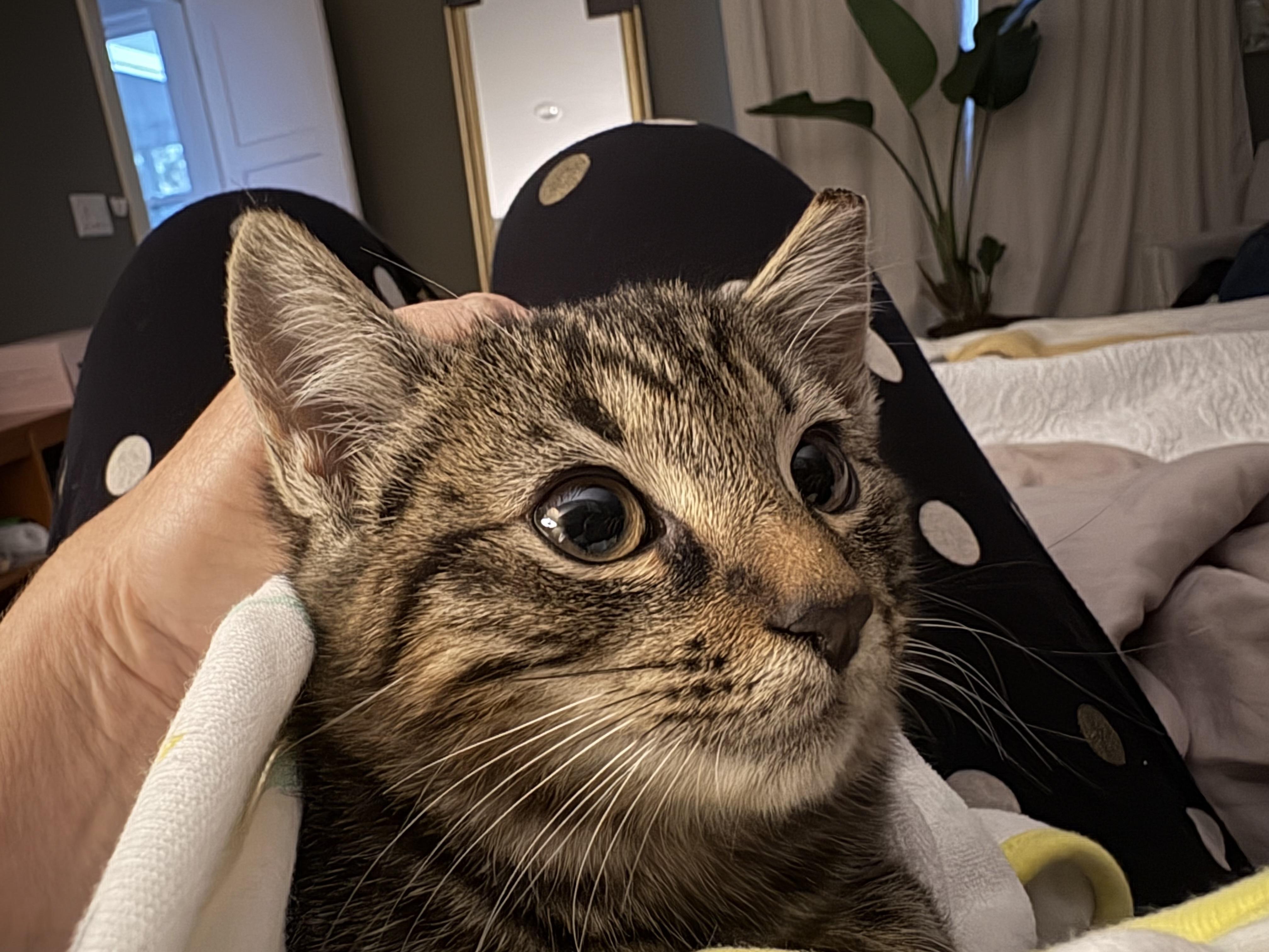 Stuffing, Adopted, Young Female Domestic Short Hair.