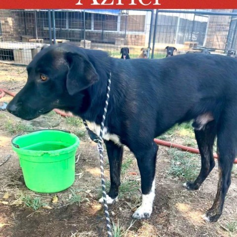 Azriel, an adoptable Labrador Retriever, Mixed Breed in Hackett, AR, 72937 | Photo Image 2