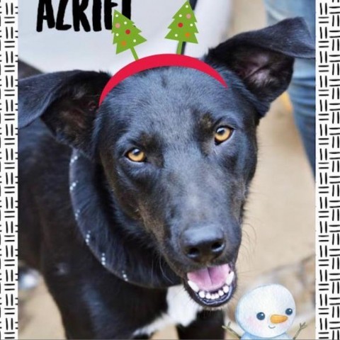 Azriel, an adoptable Labrador Retriever, Mixed Breed in Hackett, AR, 72937 | Photo Image 3