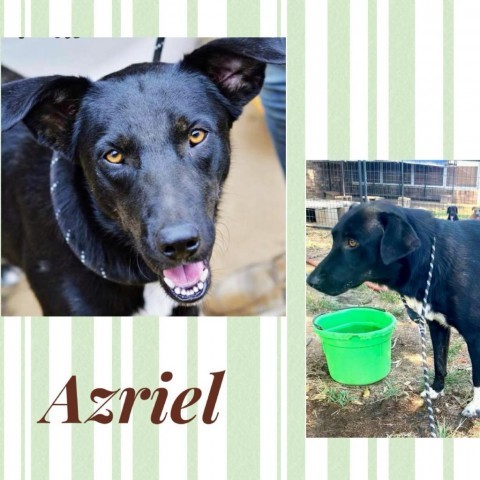 Azriel, an adoptable Labrador Retriever, Mixed Breed in Hackett, AR, 72937 | Photo Image 1