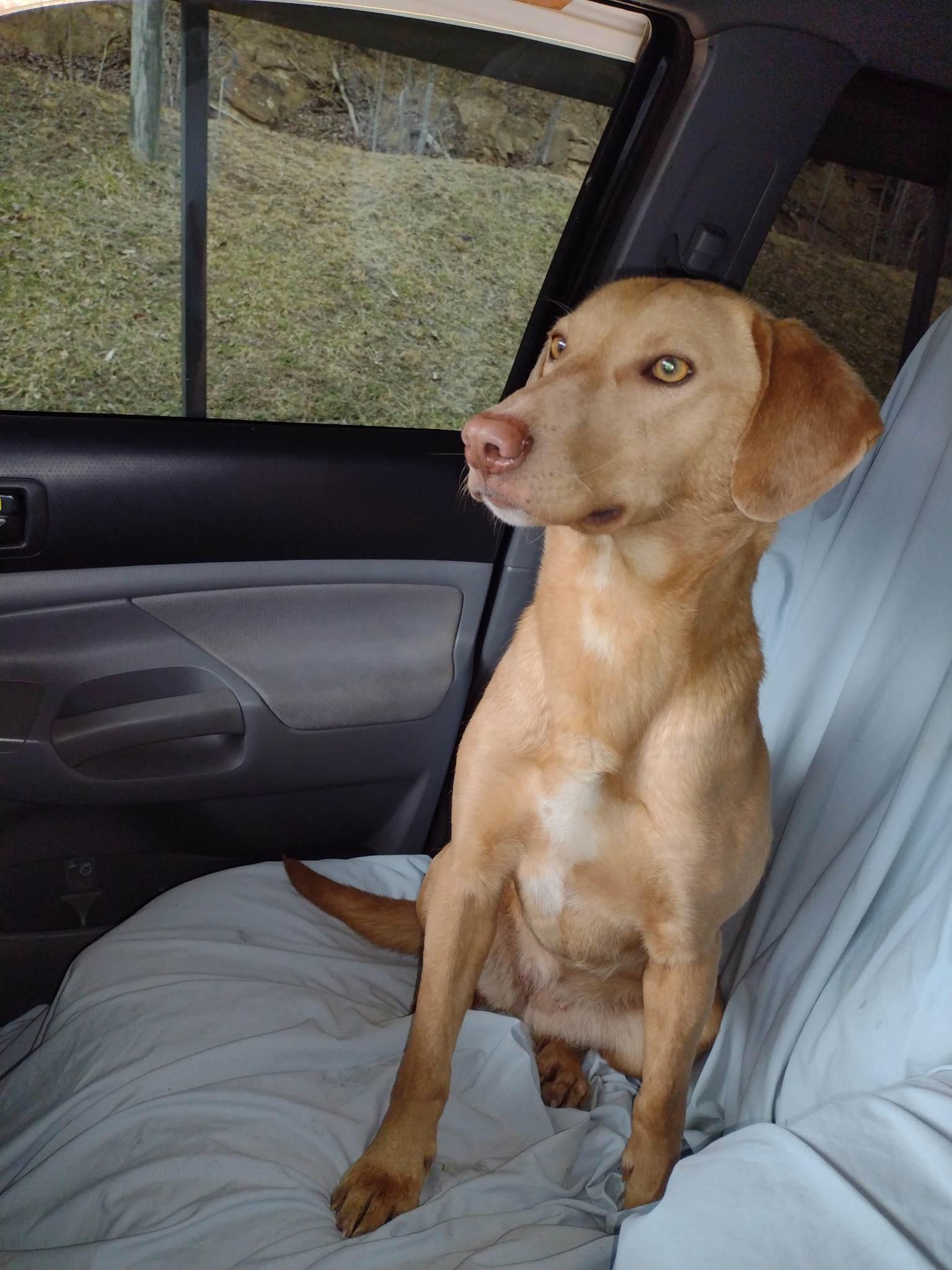 Maya - Paws Behind Bars Prison Trained, ADOPTABLE, Adult Female Vizsla & Labrador Retriever.