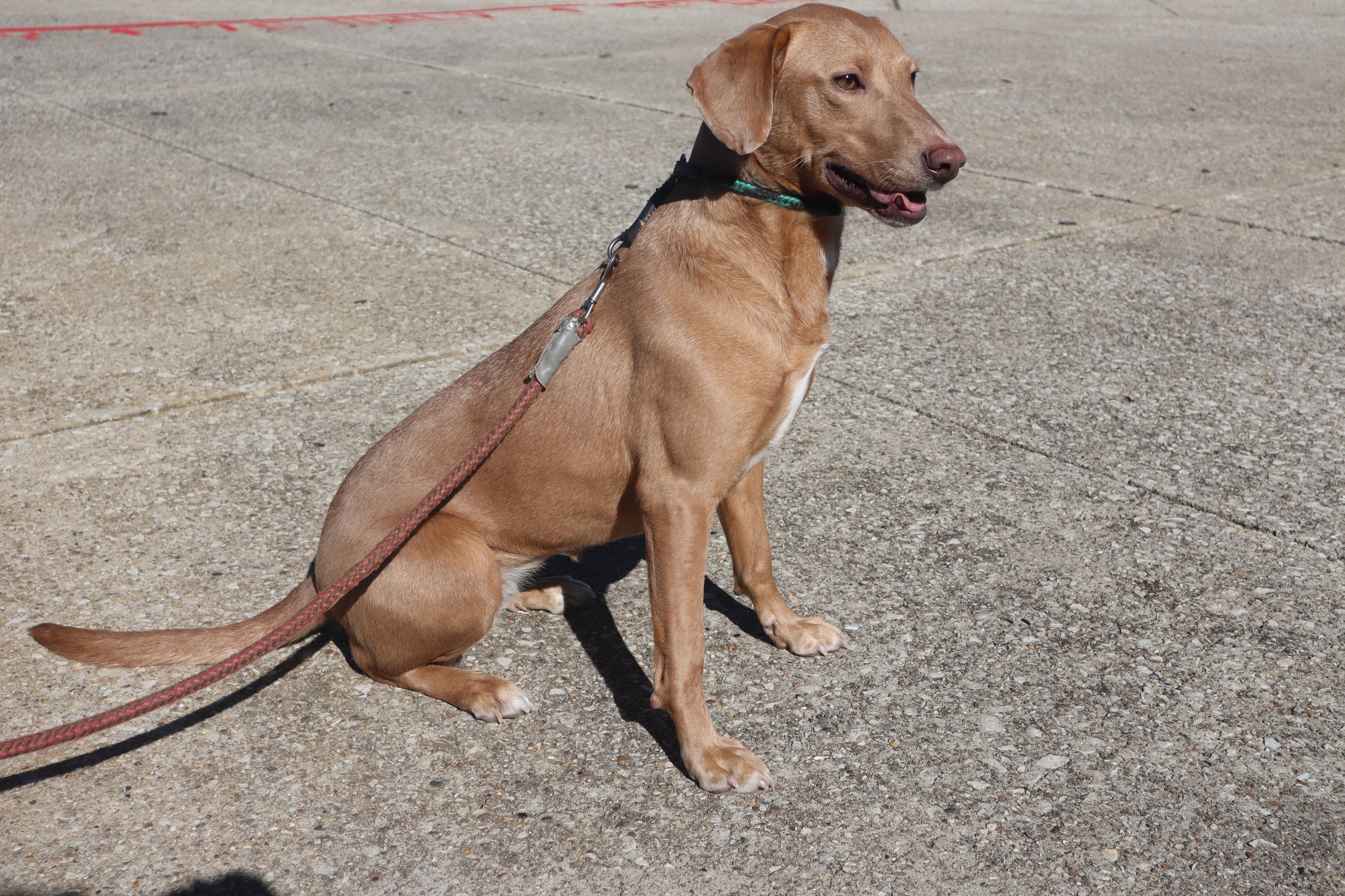 Enlarge Maya - Paws Behind Bars Prison Trained, a ADOPTABLE mixed breed in Goshen, KY image 2/3
