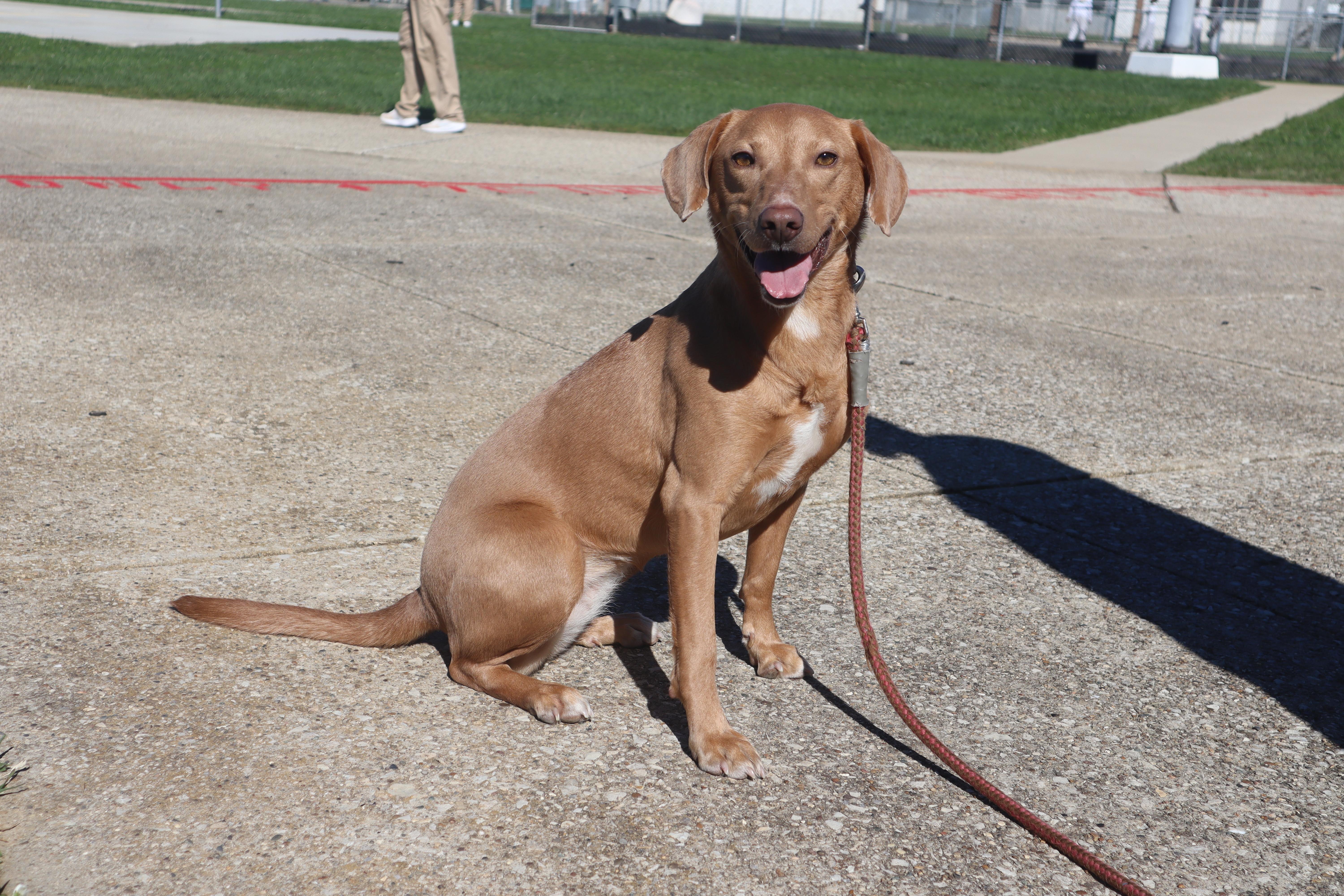 Enlarge Maya - Paws Behind Bars Prison Trained, a ADOPTABLE mixed breed in Goshen, KY image 3/3