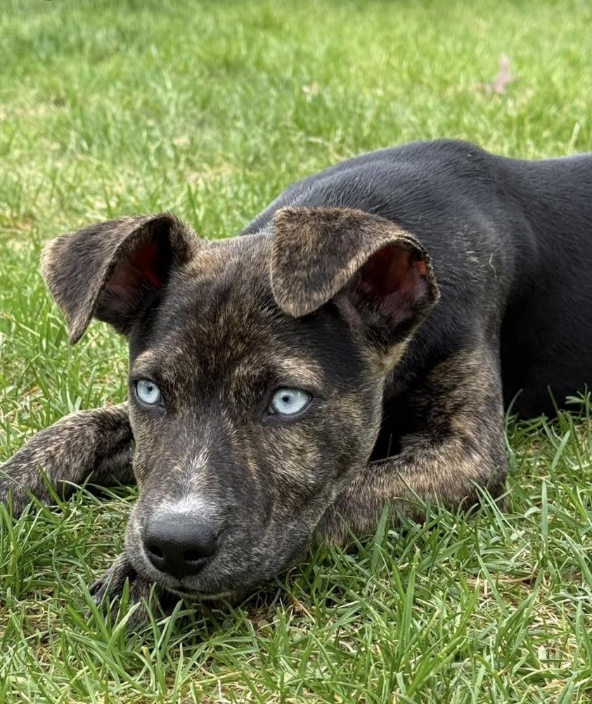 Enlarge Harley, a Adopted mixed breed in South Bend, IN image 1/1