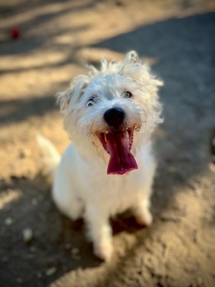 Enlarge Mr. Waffles, a Adoptable Lakeland Terrier in Canyon Country, CA image 1/6