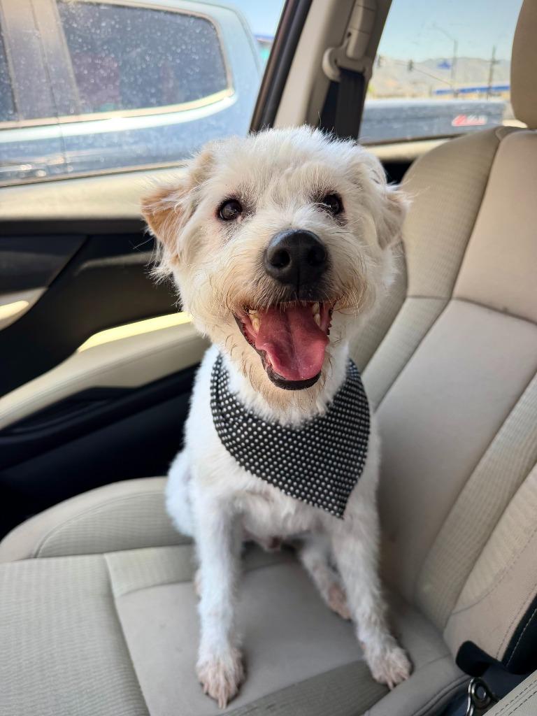 Mr. Waffles, a Adoptable Lakeland Terrier in Canyon Country, CA image 1/6