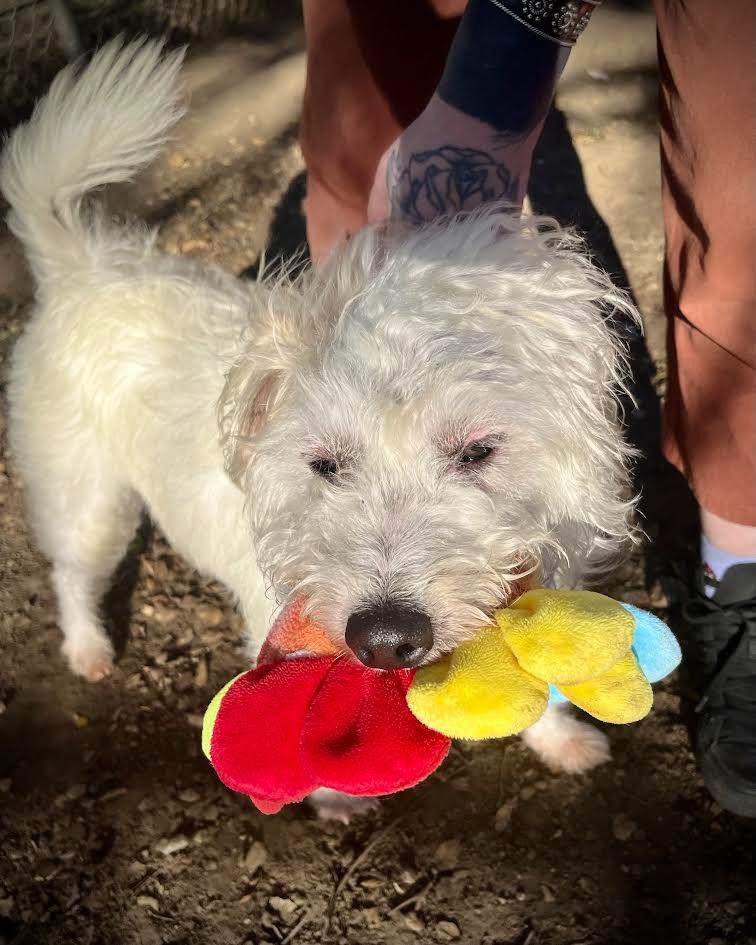 Mr. Waffles, Adoptable, Adult Male Lakeland Terrier.