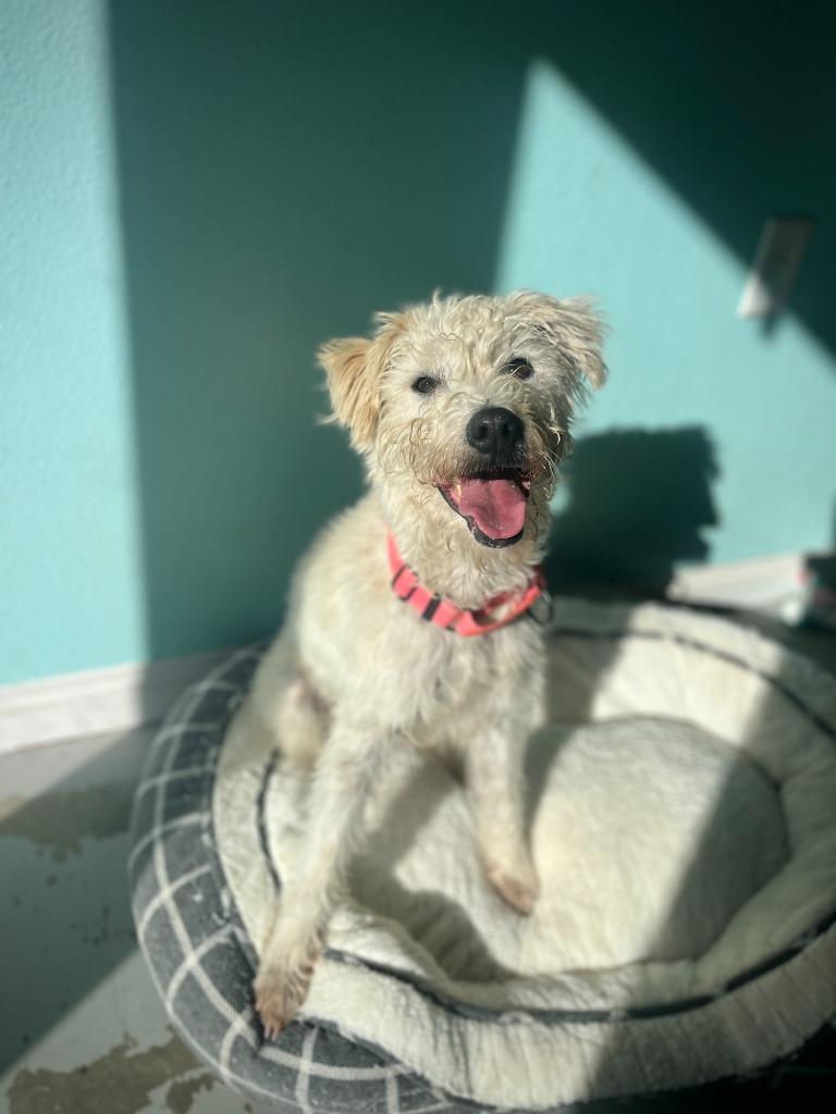 Enlarge Mr. Waffles, a Adoptable Lakeland Terrier in Canyon Country, CA image 3/6