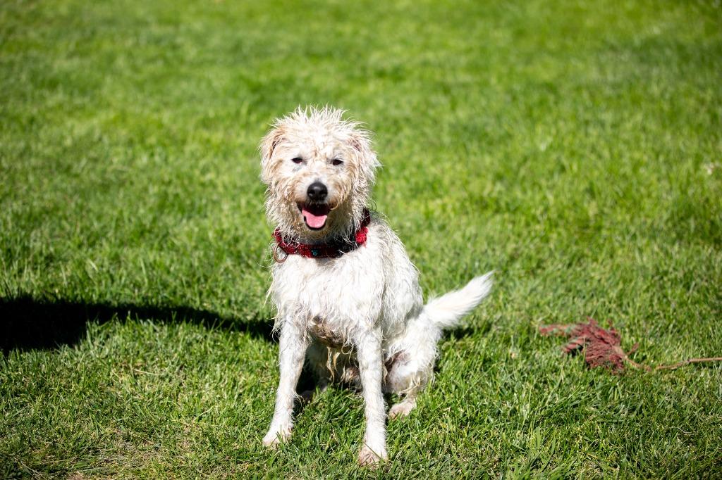 Enlarge Mr. Waffles, a Adoptable Lakeland Terrier in Canyon Country, CA image 3/6
