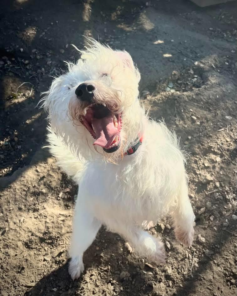 Mr. Waffles, a Adoptable Lakeland Terrier in Canyon Country, CA image 4/6