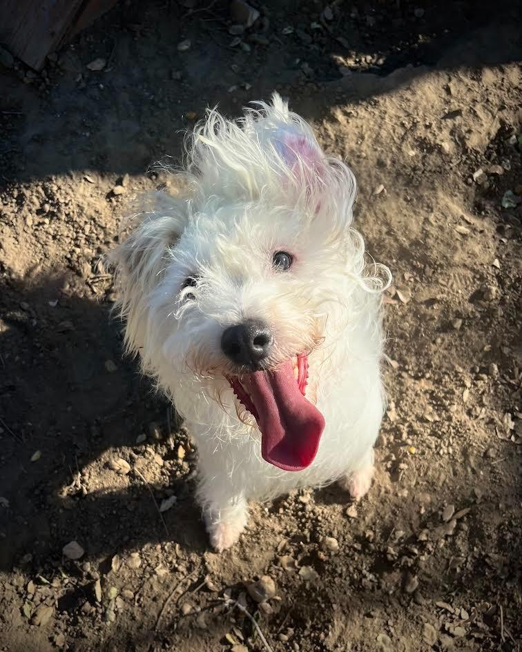 Mr. Waffles, a Adoptable Lakeland Terrier in Canyon Country, CA image 5/6