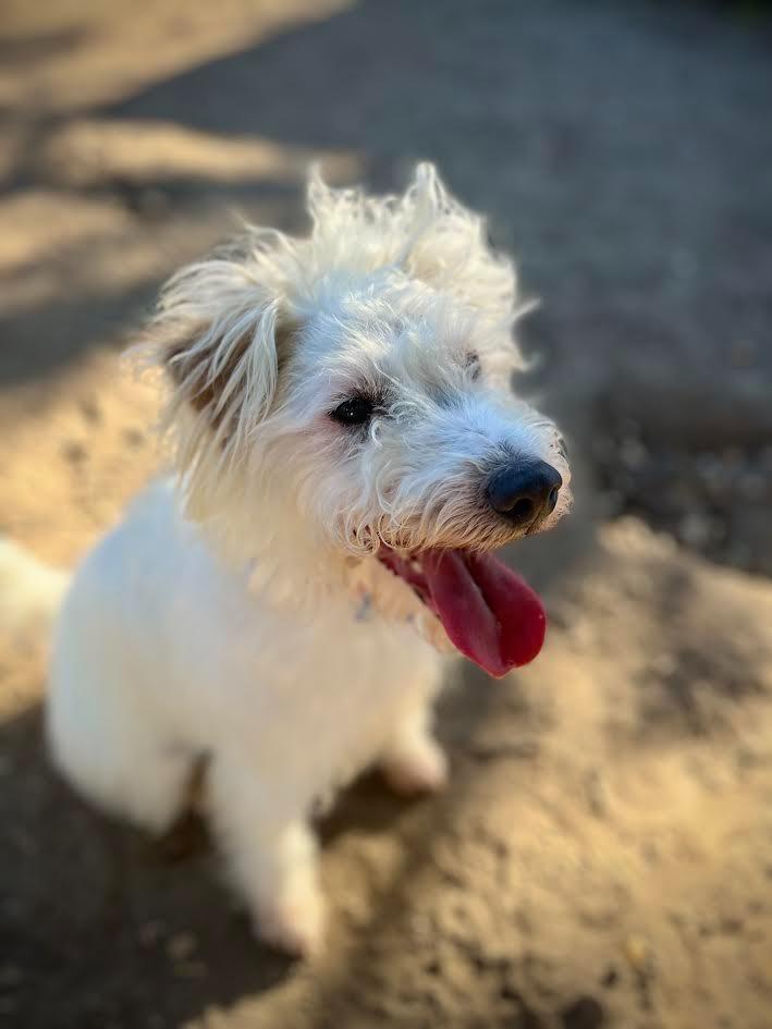 Enlarge Mr. Waffles, a Adoptable Lakeland Terrier in Canyon Country, CA image 6/6