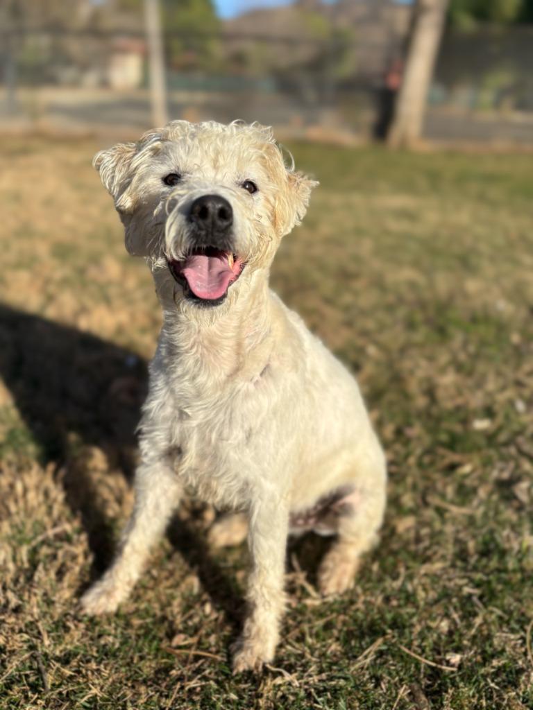 Mr. Waffles, a Adoptable Lakeland Terrier in Canyon Country, CA image 6/6