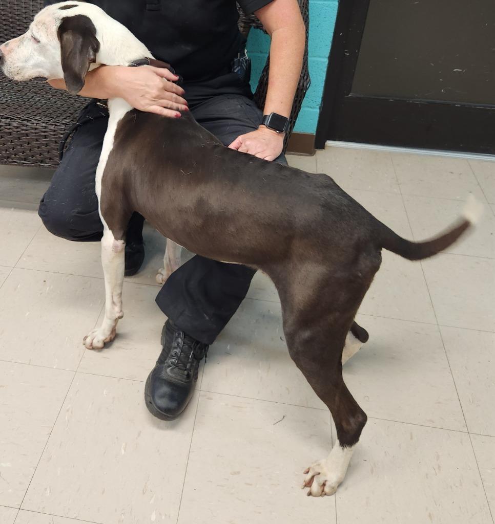 Domino Sanchez, Adoptable, Adult Male American Staffordshire Terrier & American Bulldog.