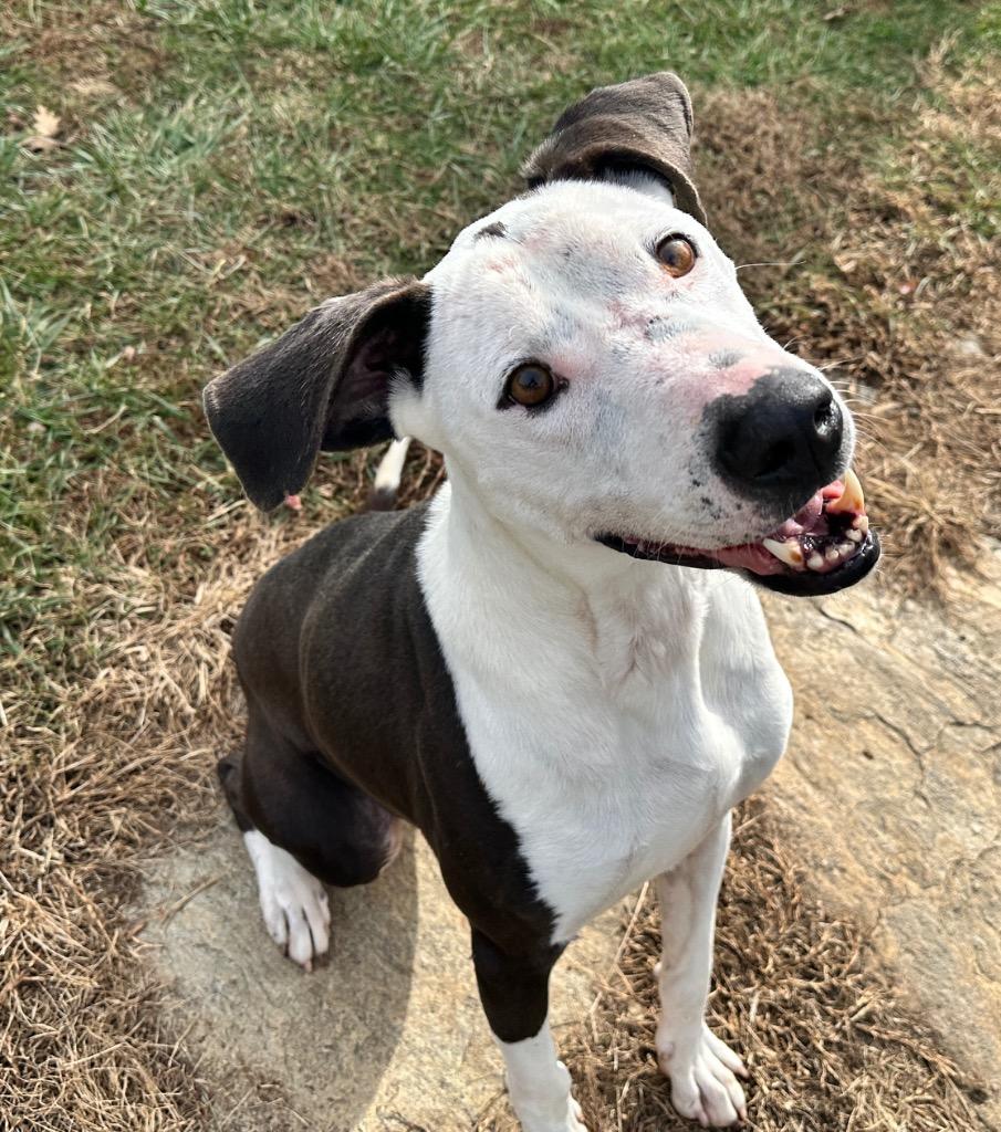 Enlarge Domino Sanchez, a Adoptable mixed breed in Burnsville, NC image 2/5