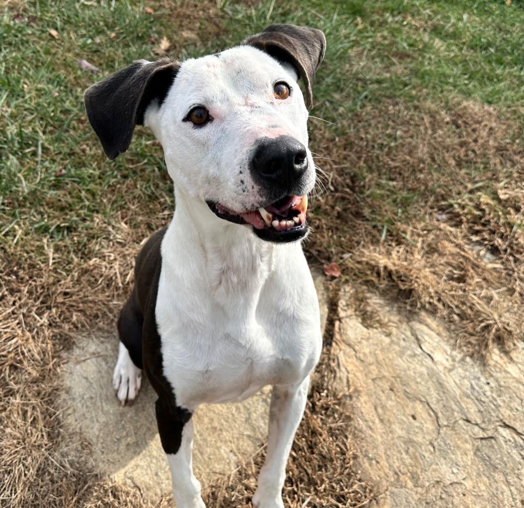 Enlarge Domino Sanchez, a Adoptable mixed breed in Burnsville, NC image 3/5