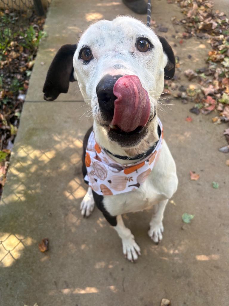 Enlarge Domino Sanchez, a Adoptable mixed breed in Burnsville, NC image 4/5