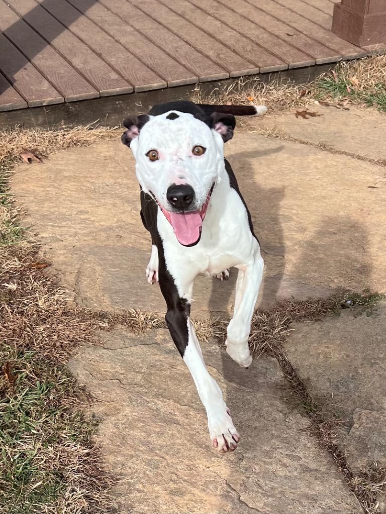 Enlarge Domino Sanchez, a Adoptable mixed breed in Burnsville, NC image 5/5