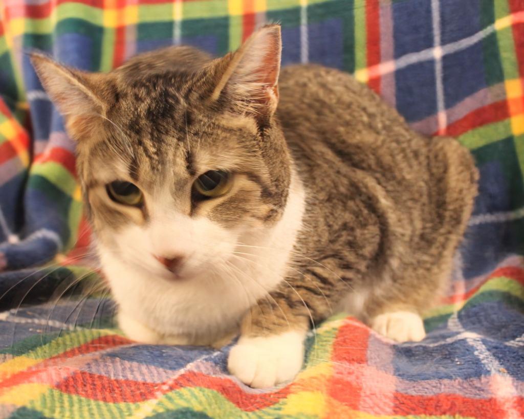 Bgirl, Adoptable, Young Female Domestic Short Hair.