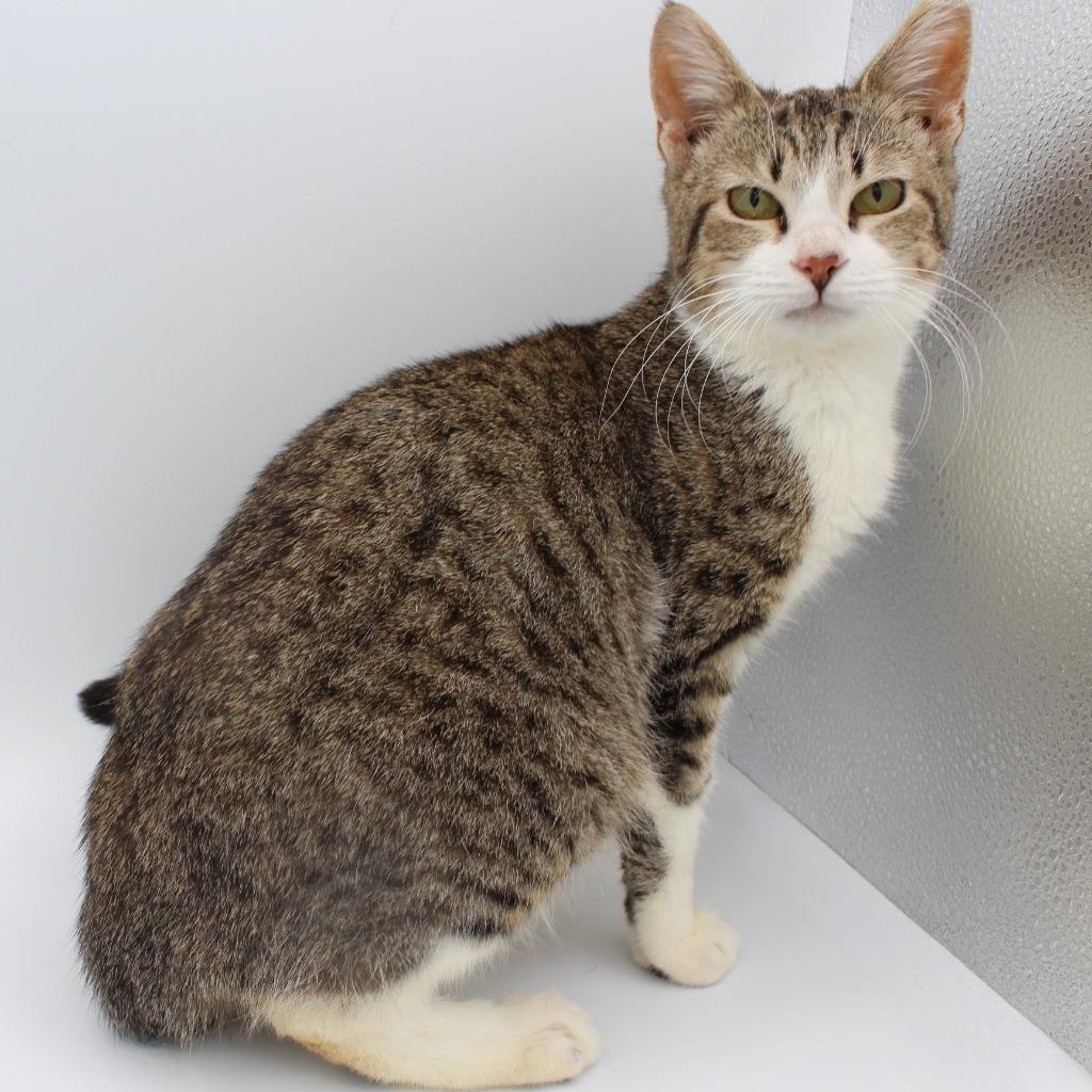 Enlarge Bgirl, a Adoptable mixed breed in New Braunfels, TX image 2/3