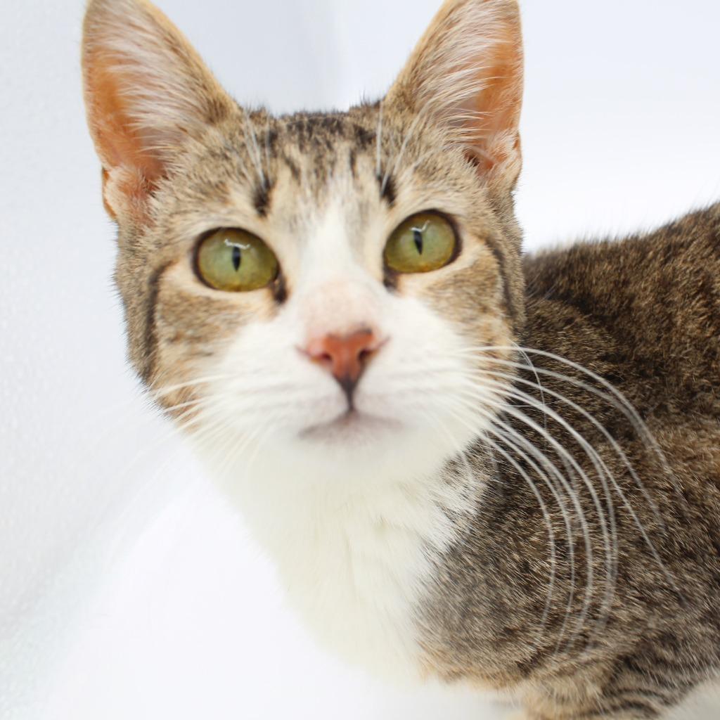Enlarge Bgirl, a Adoptable mixed breed in New Braunfels, TX image 3/3