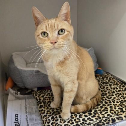 Enlarge Corgi, an adopted Domestic Short Hair in Phoenixville, PA image 1/3