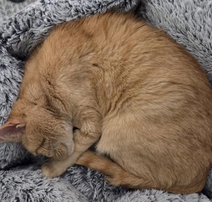 Enlarge Corgi, an adopted Domestic Short Hair in Phoenixville, PA image 3/3