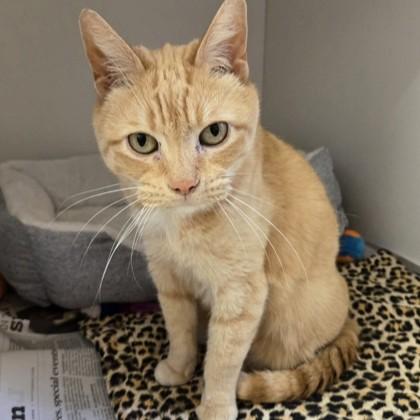 Enlarge Corgi, an adopted Domestic Short Hair in Phoenixville, PA image 2/3